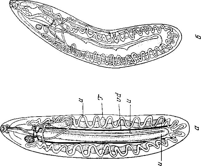 Представитель Семейства Heronimidae